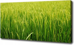 Canvas falikép Rizsmező 120x60 cm