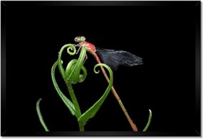 Poszterek keretben 60x40 Szitakötő zöld levélen