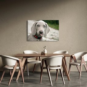 Kép - weimaraner kölyökkutya (90x60 cm)