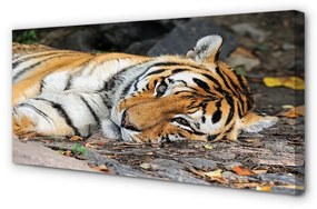 Canvas képek fekvő tigris 100x50 cm