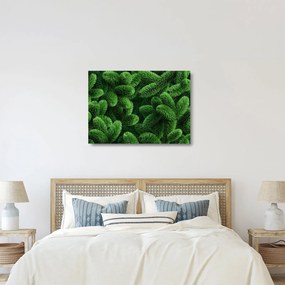 Kép - Tűlevelű gallyak (üvegen) (70x50 cm)