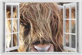 Poszterek 120x80 Skót tehén szarvakkal