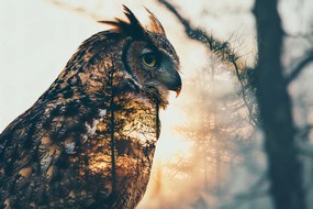 Poszter 60x40cm Bagoly szellem