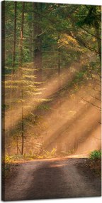 Vászonkép Ösvény az erdőben Fák Természet 40x80 cm