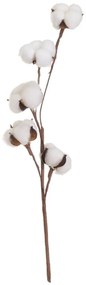 Szárított növény (magasság 55 cm) Cotton – Casa Selección