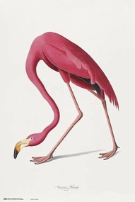 Plakát American Flamingo, John James Audubon