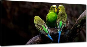 Vászonkép 115x55 Papagájok Madarak