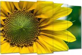 Vászonkép 150x95 Napraforgó Virág