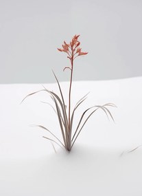 Poszter 40x55cm A természet finomsága