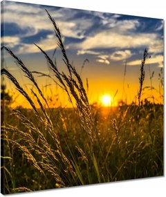 Vászonkép 50x50 Naplemente a füvek között
