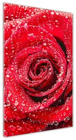 Egyedi üvegkép Vörös rózsa osv-83790041