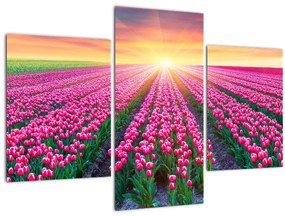 Tulipán mező és a nap képe (90x60 cm)