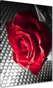 Vászonkép 70x100 Rózsa egy nőnek