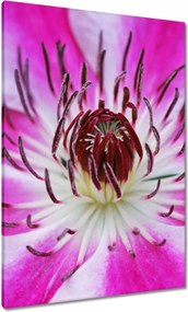 Vászonkép 70x100 Fehér-lila szirmok