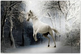 Poszterek 120x80 Fehér paripa