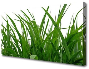 Vászonkép Grass Nature Plant 100x50 cm