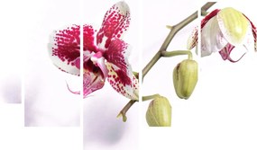 Orchidea virág képe (150x105 cm)