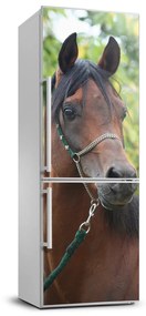 Hűtő matrica Portré egy ló FridgeStick-70x190-f-107892402