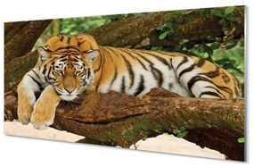 Akrilkép tigris fa 120x60 cm 2 fogas