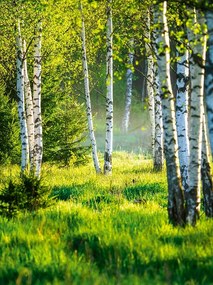 Fotótapéta Függőleges erdő fák falfestmény Ragasztó Ajándék 184 x 254