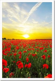 Poszterek keretben 40x60 Pipacsok mező nyugattal