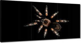 Festmények 180x90 A nagy tarantula pók