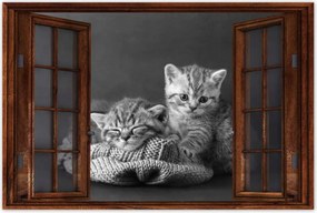 Poszterek 120x80 Cicák Macskák Bw