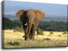 Vászonkép Elefánt Afrika Szavanna Természet Művészet 60x40 cm