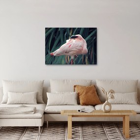 Kép - Flamingó (70x50 cm)