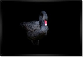 Poszter keretben 60x40 Gyönyörű fekete hattyú