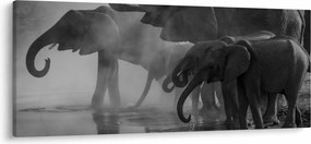 Elefánt képe - fekete fehér (120x50 cm)