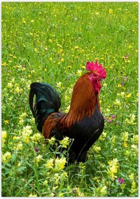 Poszterek 70x100 Kakas a réten
