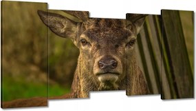Vászonkép 150x80 Szarvas tekintet