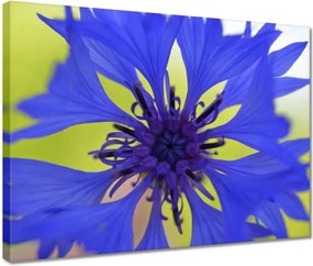 Festmények 40x30 Chaber