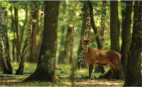 Fotótapéta Szarvas a napsütötte erdőben 416x254 vinil +ragasztó