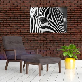 Zebra képe (90x60 cm)