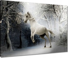 Vászonkép 80x60 Fehér paripa