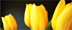 Tulipán képe (120x50 cm)