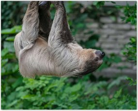 Poszterek 50x40 Lajhár lustaság közben