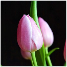 Poszterek 100x100 Lila tulipánok