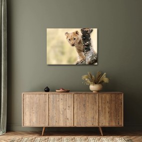 Egy oroszlán kölyök képe (70x50 cm)