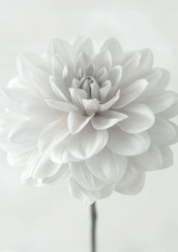 Poszter 21x29,7cm Dália virág fehér alapon, Assaf Frank