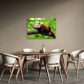 A vörös panda képe (üvegen) (70x50 cm)