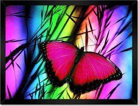 Poszterek keretben 40x30 Pillangó