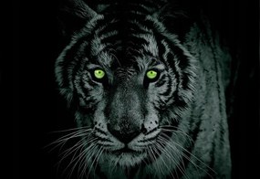 Fotótapéta Tigris Fekete Alapon Állatok Fali Tapéta Hálószoba 368x254