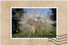 Poszterek 60x40 Pitypang Virág Virágok