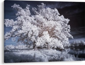 Kép - Hófehérke fa (70x50 cm)