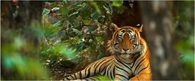 Pihenő tigris képe (120x50 cm)