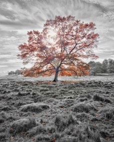 Poszter 40x50cm Egy fa az őszben, Assaf Frank