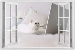 Poszterek 60x40 Cica Cicák Macskák